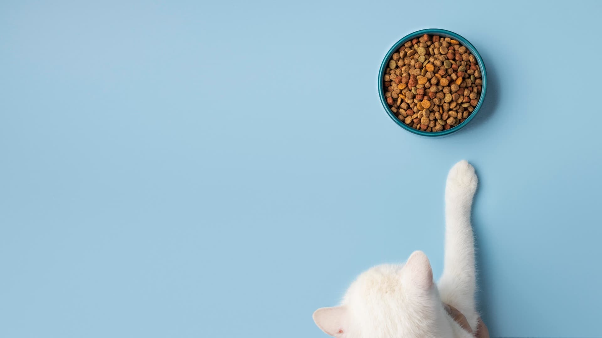 Как и когда кормить кошку?