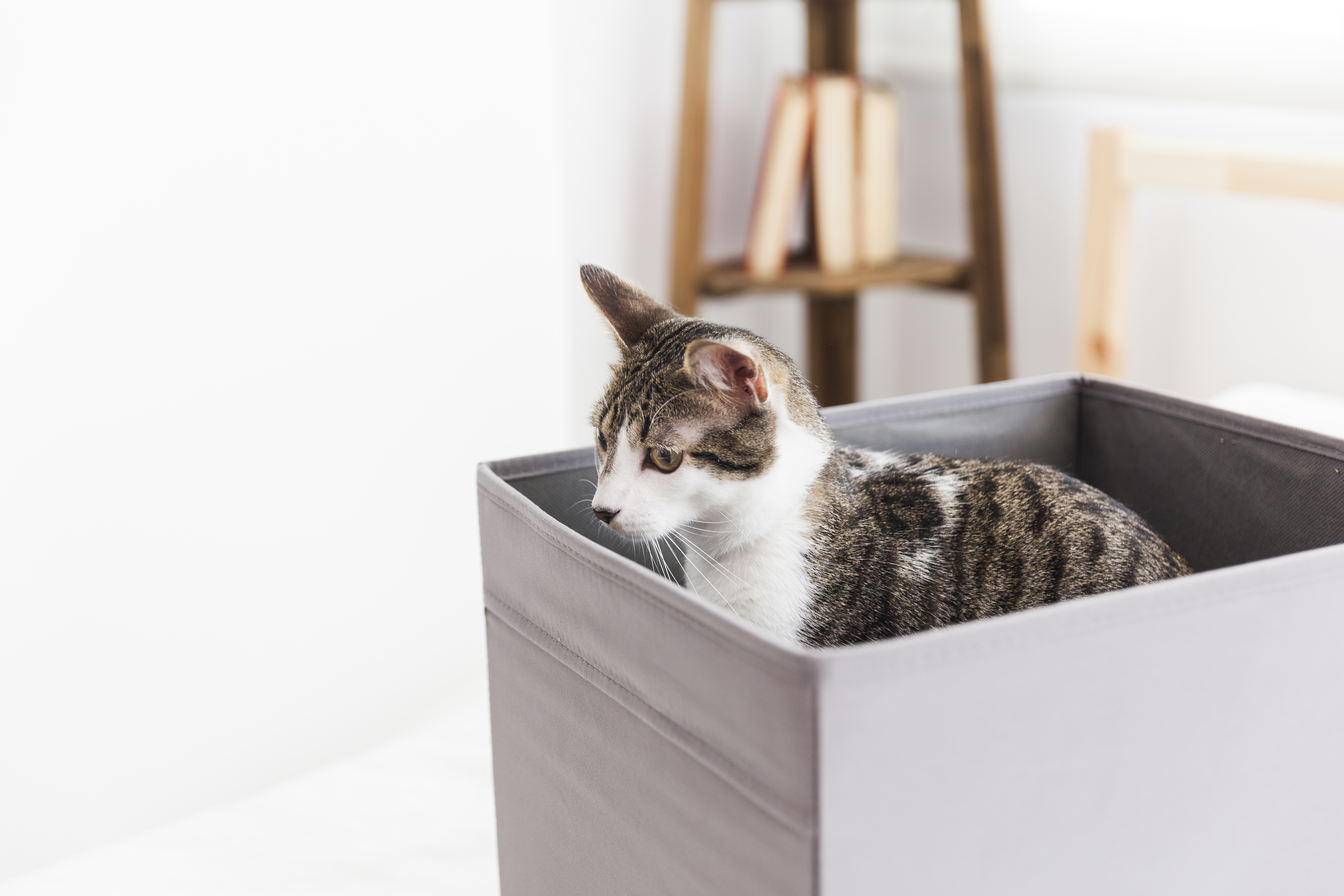 Почему коты так любят коробки?