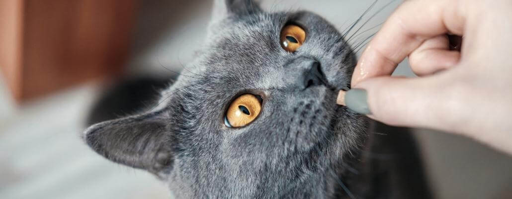 Таурин для кошек 