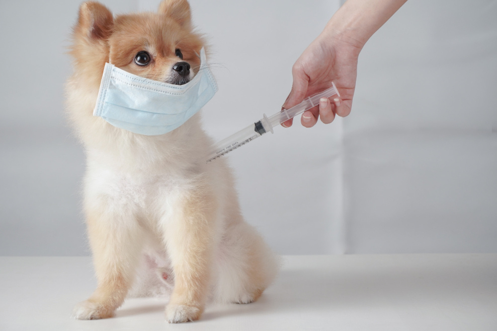 Календарь прививок для щенка. Когда и какие вакцины делать