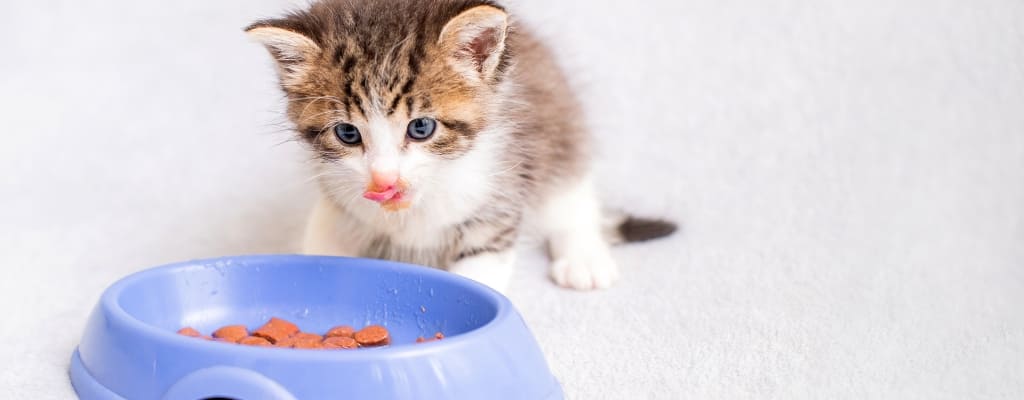 Какой корм выбрать для котенка и как приучать котенка к сухому корму (4).jpg Какой корм выбрать для котенка и как приучать котенка к сухому корму (4).jpg