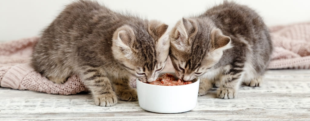 Какой корм выбрать для котенка и как приучать котенка к сухому корму (1).jpg Какой корм выбрать для котенка и как приучать котенка к сухому корму (1).jpg