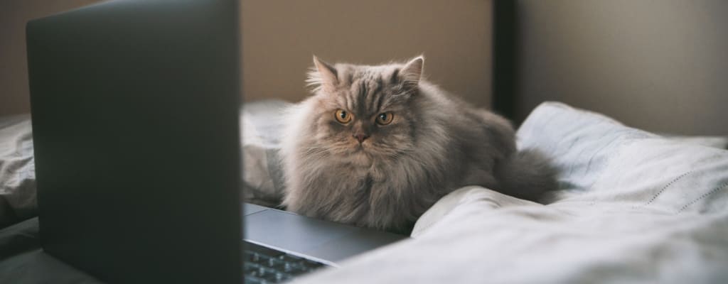 Почему кошка постоянно просит есть_1 (1).jpg